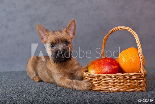 Picture of Puppy cairnterrier with fruits